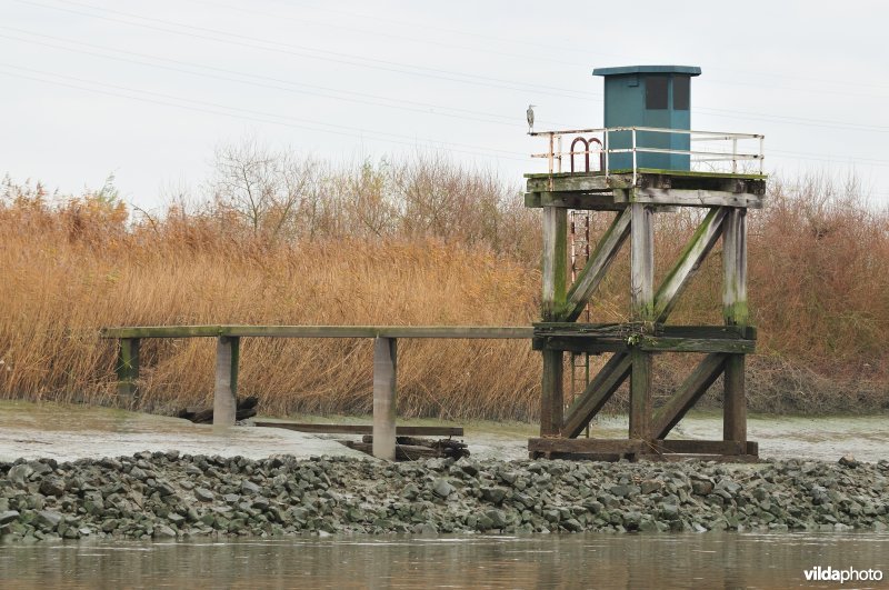 Seintorentje op de Rupeloever