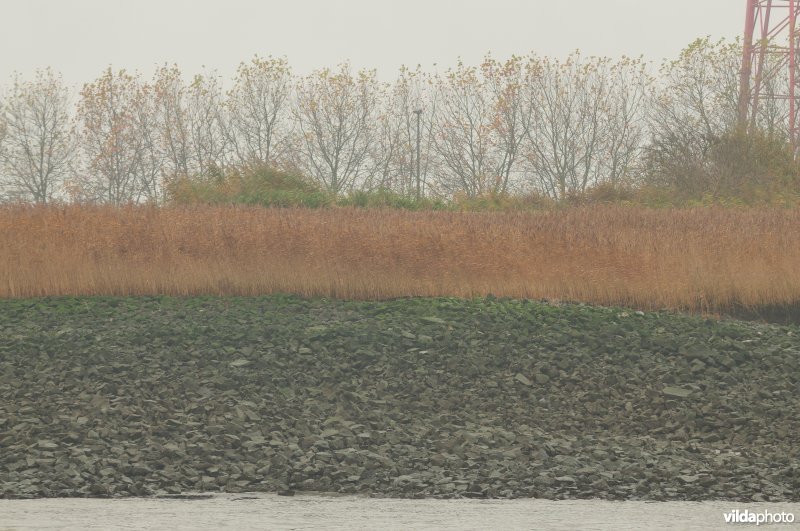 Schelde met steenstortoever