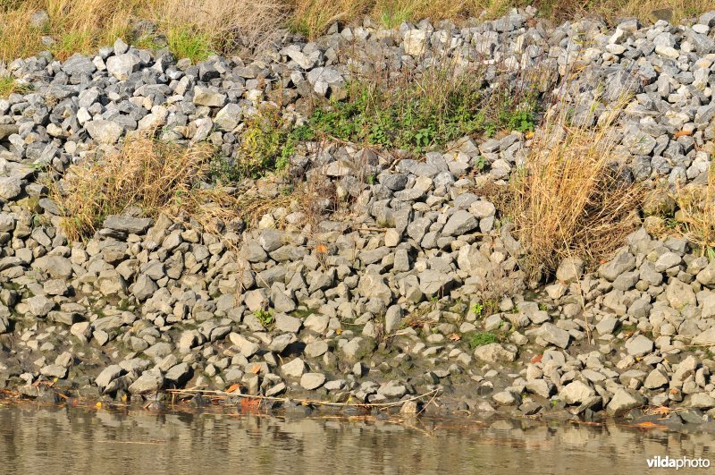 Schelde met steenstortoever