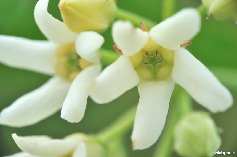 Witte engbloem