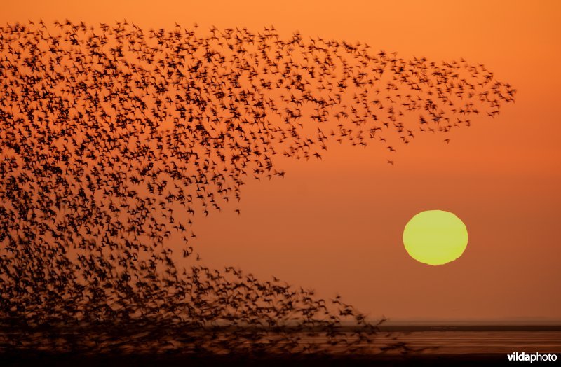 Wolk Kanoeten bij zonsondergang