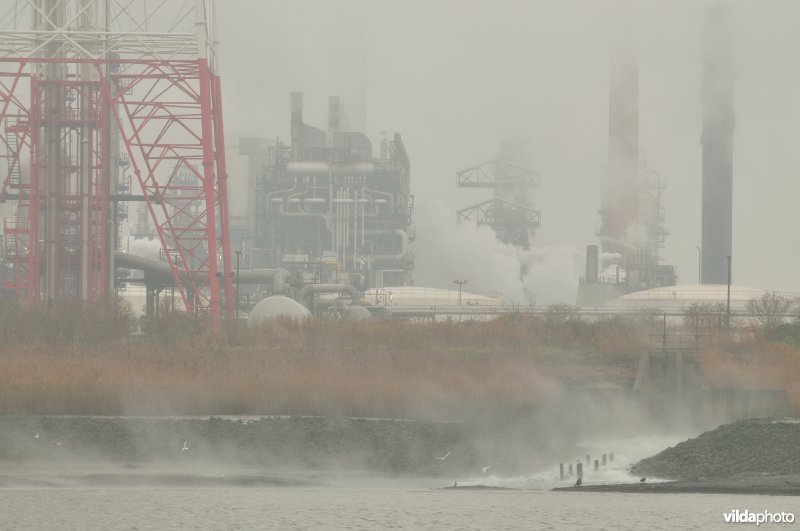 Zeeschelde in de Haven van Antwerpen