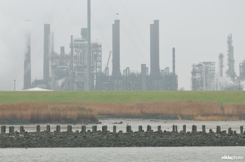 Zeeschelde in de Haven van Antwerpen