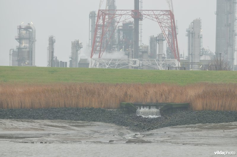 Zeeschelde in de Haven van Antwerpen