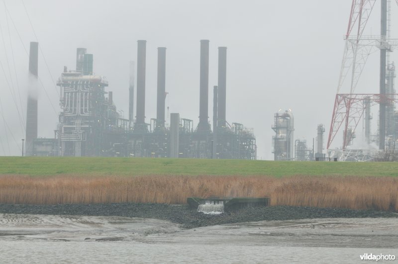 Zeeschelde in de Haven van Antwerpen