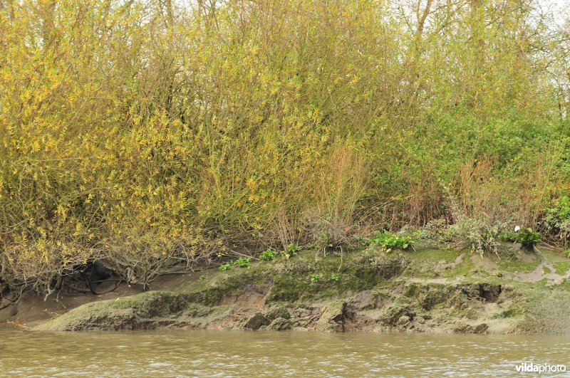 Afkalvend zoetwaterschor