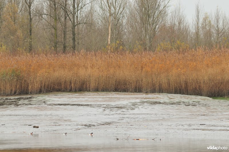 Zoetwaterschor met Riet