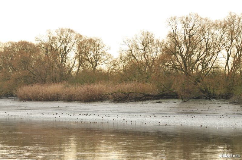 Wintervogels op Scheldeschorren