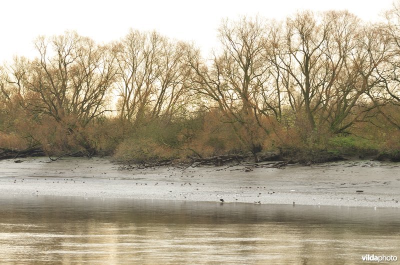 Wintervogels op Scheldeschorren