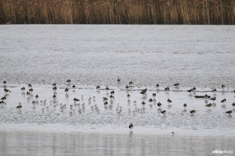 Wintervogels op Scheldeschorren