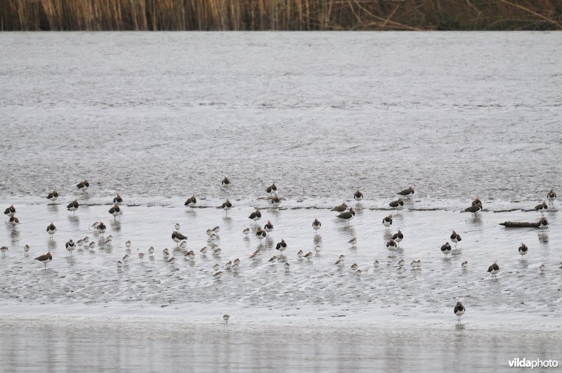 Wintervogels op Scheldeschorren