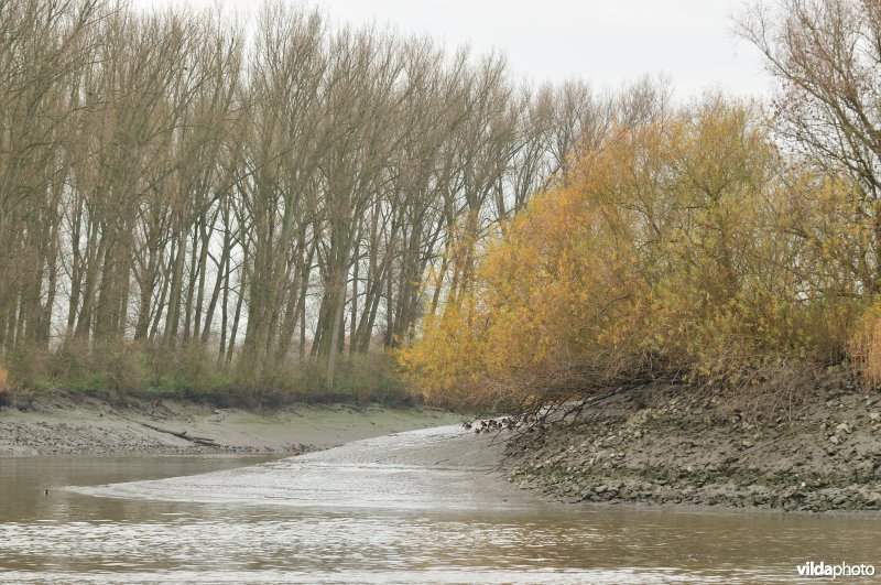 Durmemonding in de Schelde