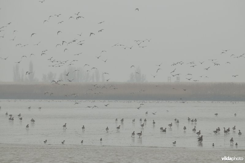 Wintervogels op het Paardenschor