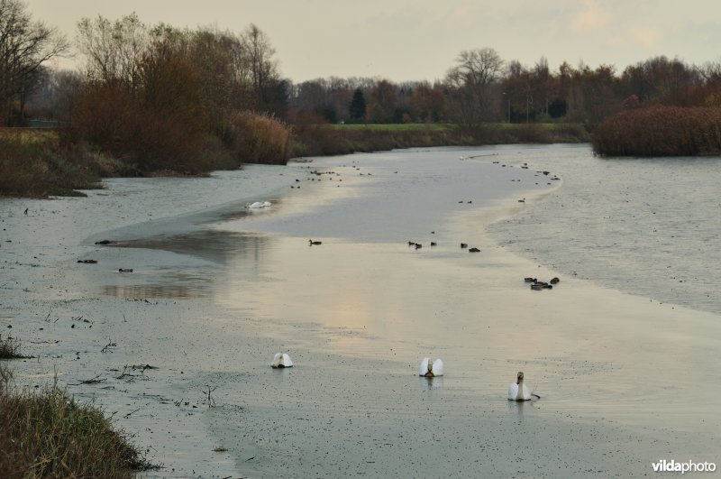 Dichtgeslibde Schelde te Sint-Amandsberg