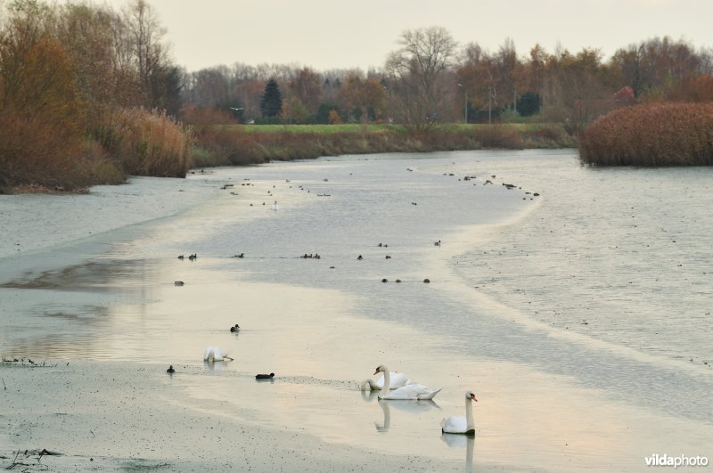 Dichtgeslibde Schelde te Sint-Amandsberg