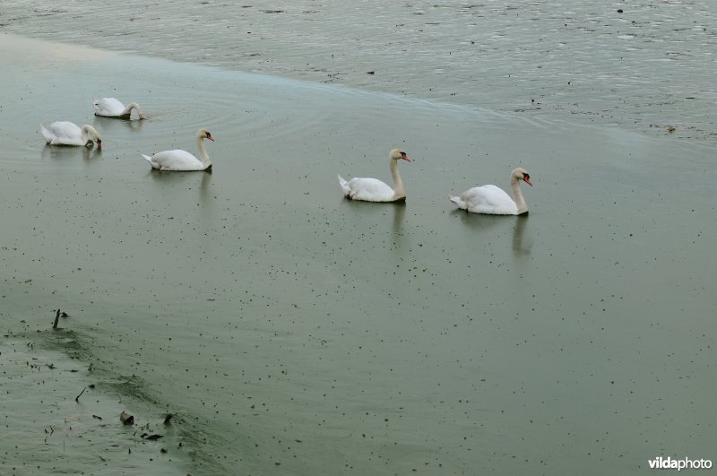 Knobbelzwanen op de dichtgeslibde Schelde