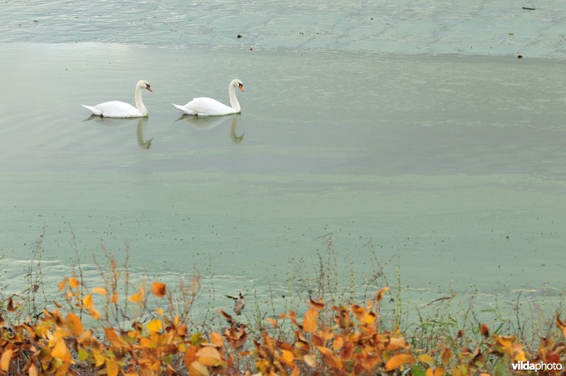 Knobbelzwanen op de dichtgeslibde Schelde