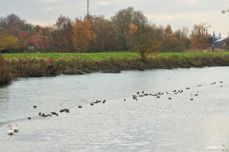Dichtgeslibde Schelde te Sint-Amandsberg