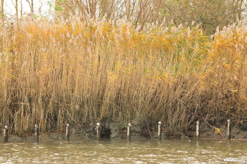 Eenden op de Schelde