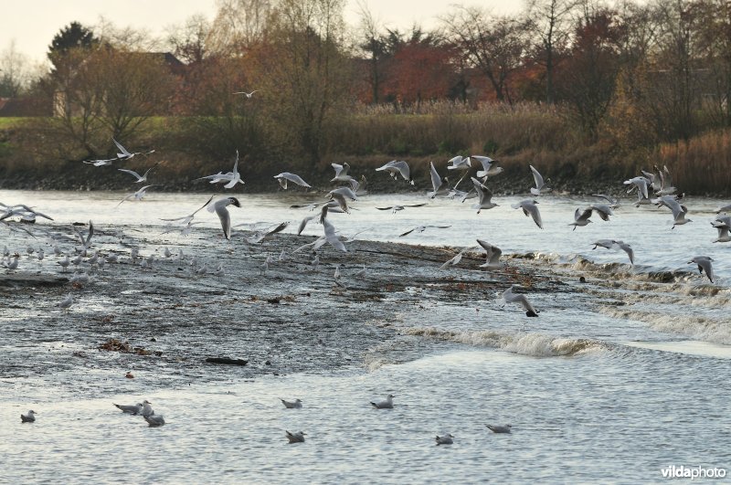 Kokmeeuwen op het Schor van Uitbergen