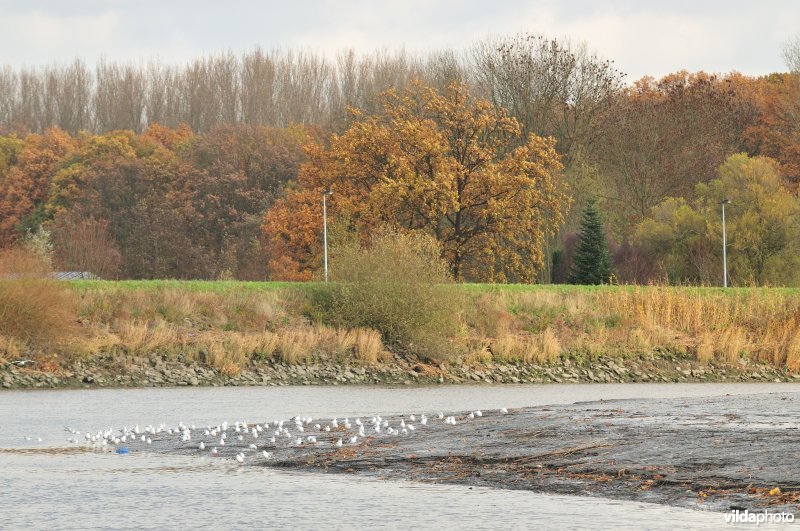 Schor van Uitbergen