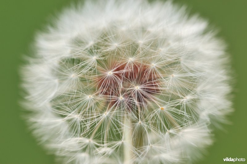 Zaadpluisjes van Paardenbloem