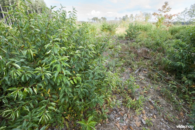 Opslag van Amerikaanse vogelkers