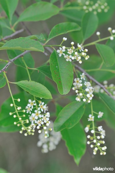 Amerikaanse vogelkers