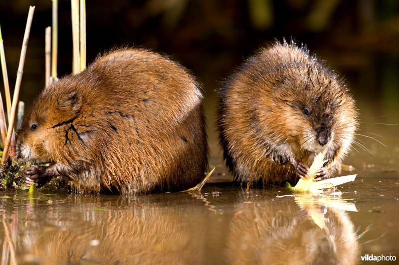 Twee Muskusratten