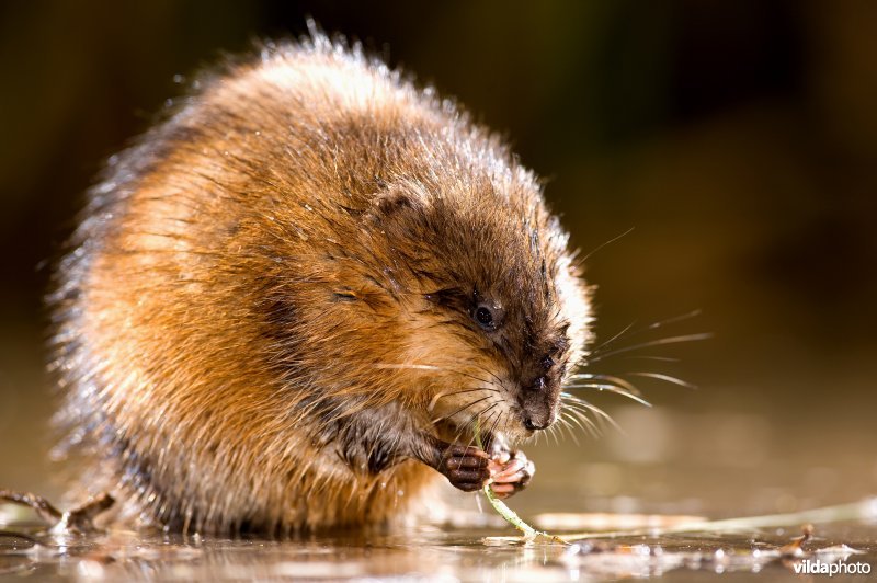 Muskusrat