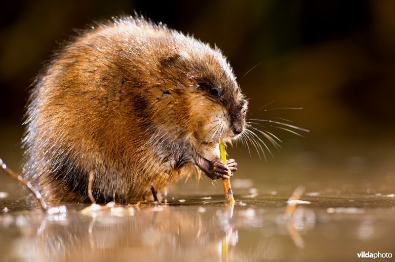 Muskusrat