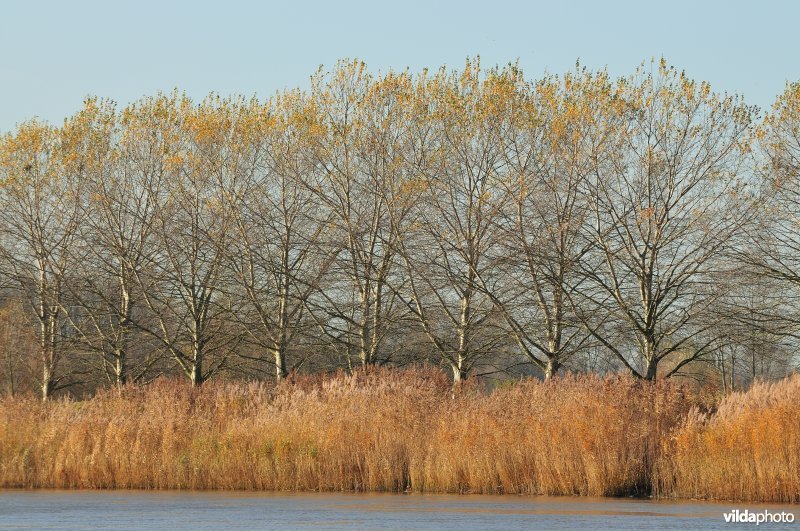 Riet langs de oevers van de Schelde