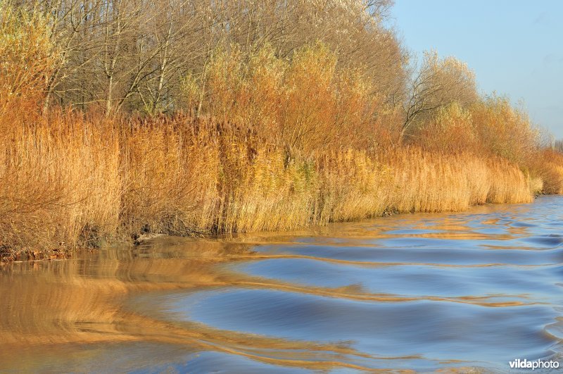 Riet langs de oevers van de Schelde