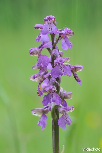 Harlekijn