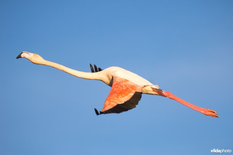 Flamingo in vlucht
