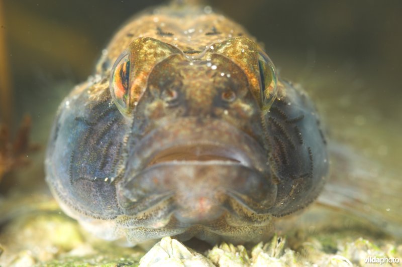 Zwarte grondel