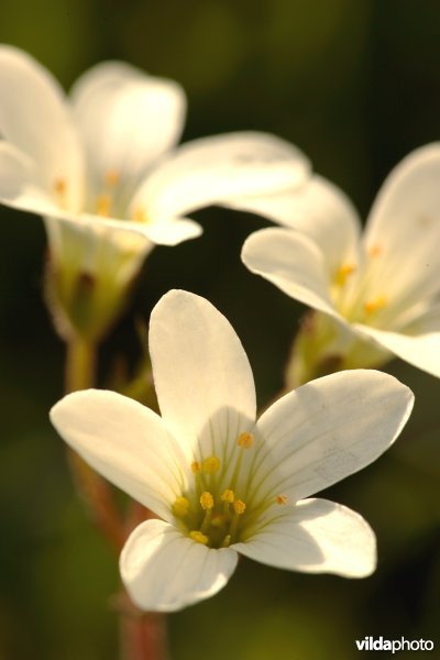Bloemetjes van Knolsteenbreek