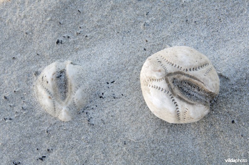 Zeeklit op Terschellings strand