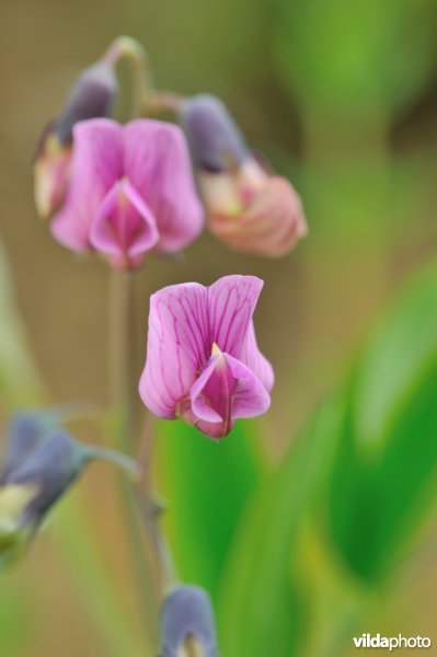 Knollathyrus