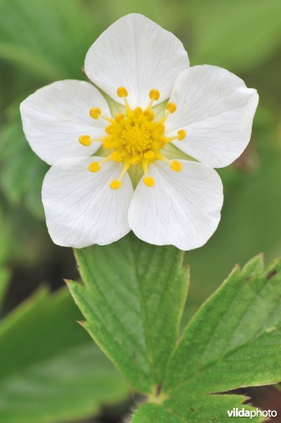 Bosaardbei