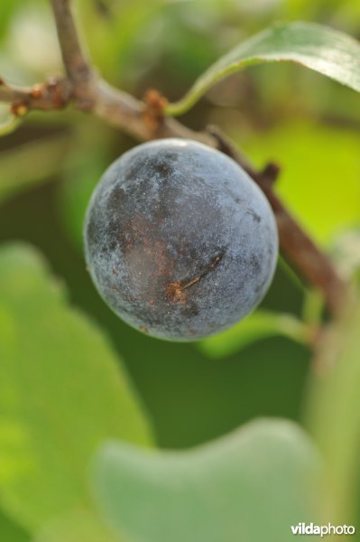 Besjes van sleedoorn