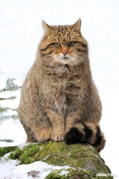 Wilde kat
