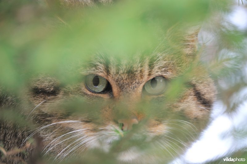 Wilde kat tussen de struiken