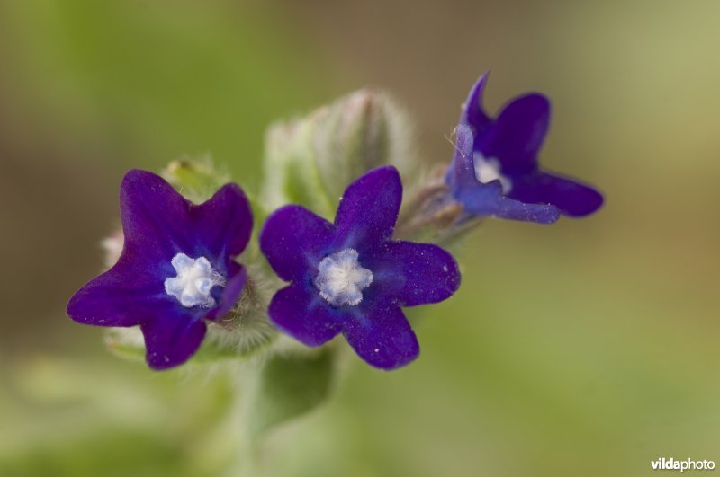 Drie blauwe bloemen van Gewone ossentong