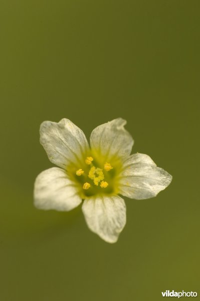 Bloem van geelhartje