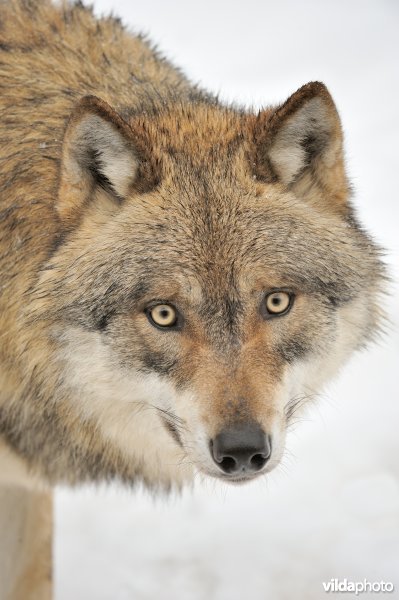 Portret van een wolf