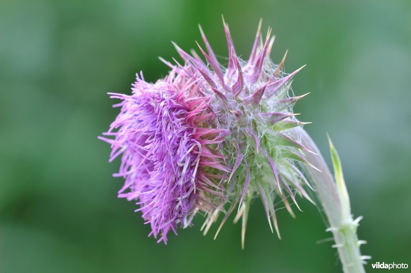 Knikkende distel