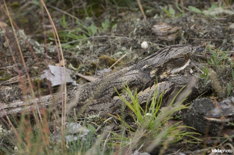 Gecamoufleerde nachtzwaluw