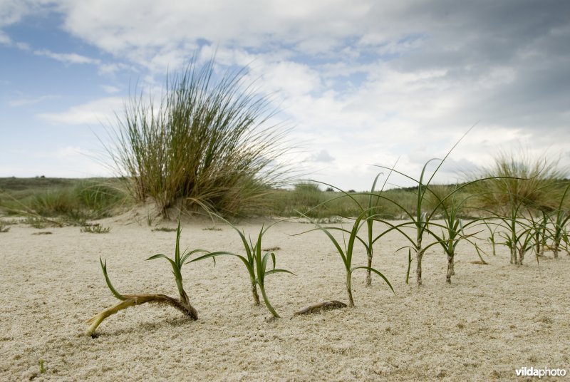 Zandzegge koloniseert vlakte