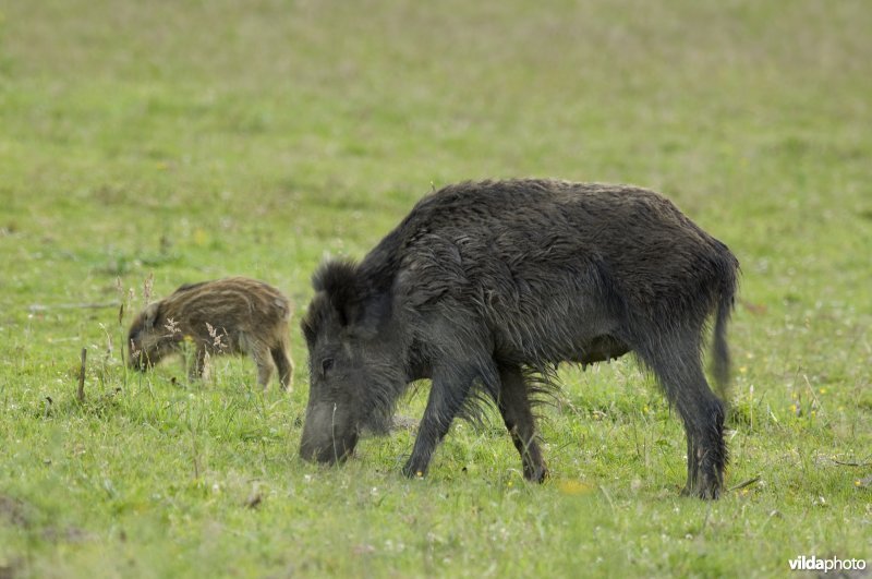 Een familie wild zwijn - een zeug met biggen - zoekt voedsel op een weide